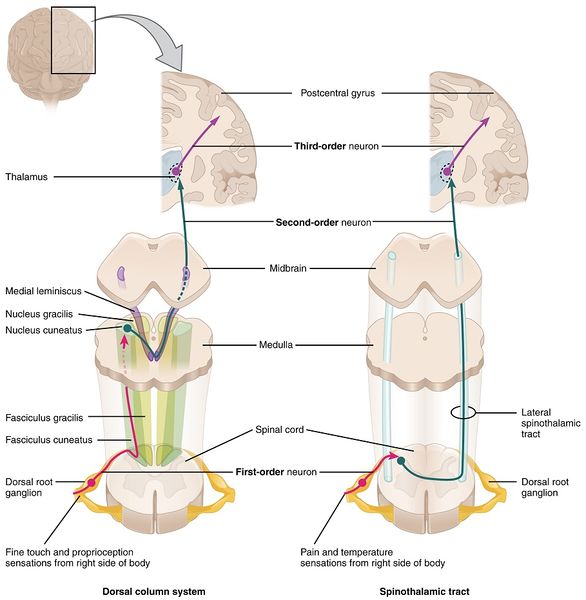 File:Ascending Pathways of Spinal Cord.jpg