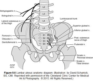 Lumbar-Plexus-Anatomy-1.jpg