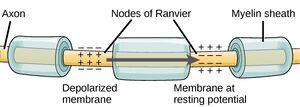 Nodes of Ranvier.jpg
