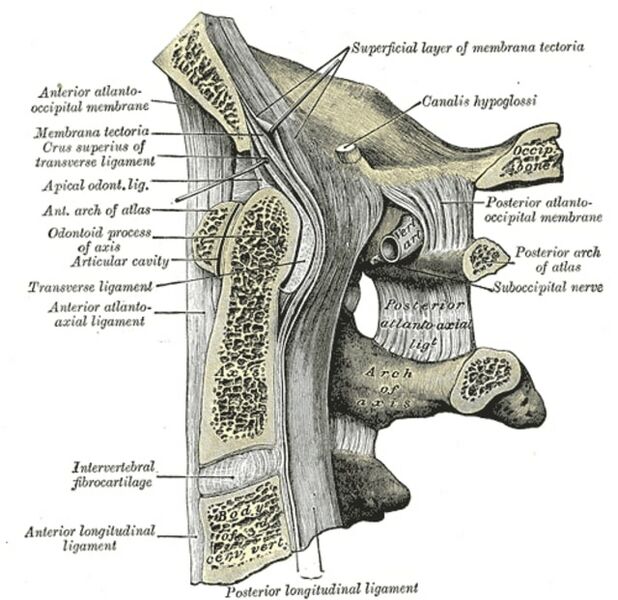 File:Occipital bone and first three cervical vertebrae median sagittal section.jpg