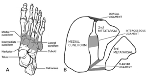 Lisfranc joint.png