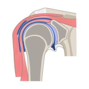 Coronal section of shoulder joint.png