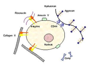 Chondrocyte receptors.jpg