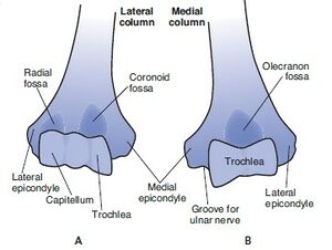 Distal humerus medial and lateral columns.jpg