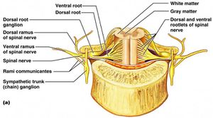 Spinal nerves.jpg