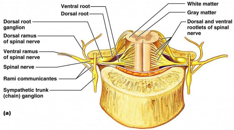 File:Spinal nerves.jpg