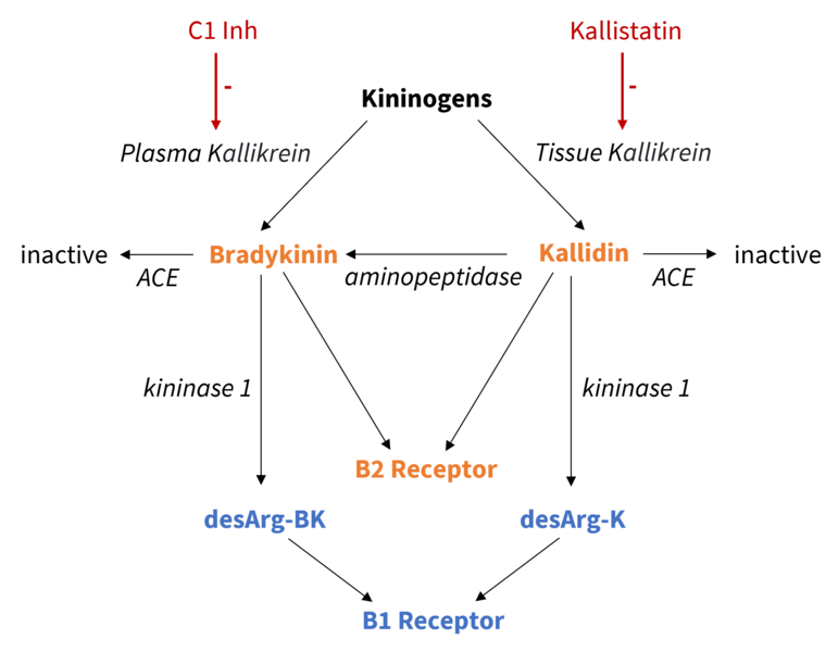 File:Kallikrein kinin system.png