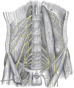 Lumbar-plexus-and-its-branches.png