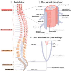 Figure 1 from The Tracts, cytoarchitecture and neurochemistry of the spinal cord..png