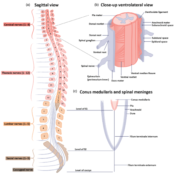 File:Figure 1 from The Tracts, cytoarchitecture and neurochemistry of the spinal cord..png