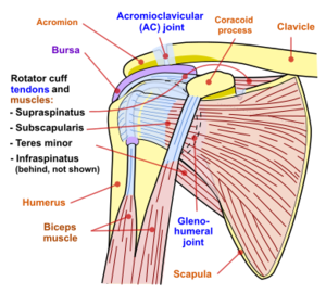 Shoulder joint anterior view.png