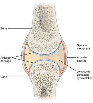 Synovial joint.jpg