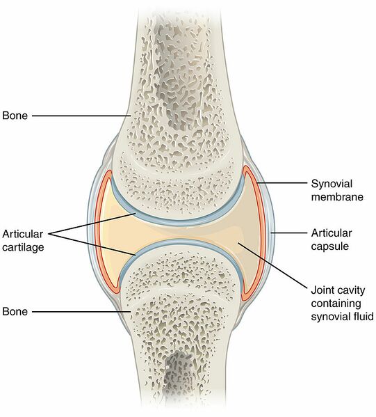 File:Synovial joint.jpg