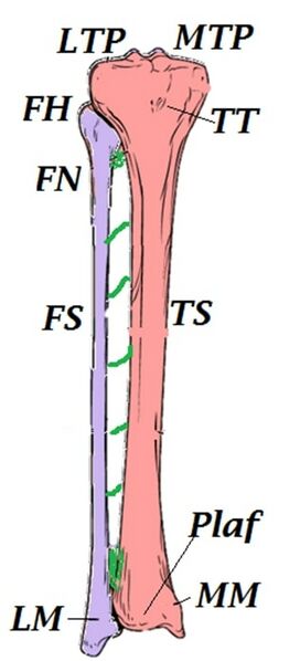File:Tibia and fibula anatomy.jpg