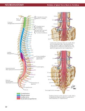 Relation of spinal roots to vertebra.jpg