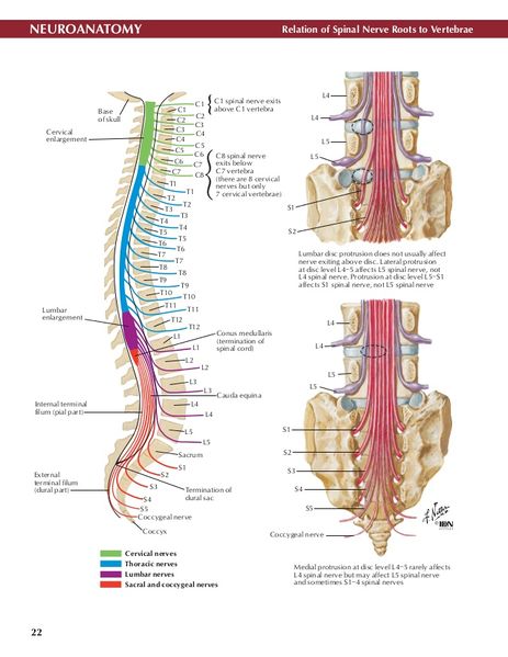 File:Relation of spinal roots to vertebra.jpg