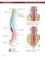 Relation of spinal roots to vertebra.jpg