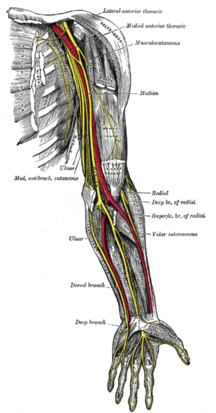File:Nerves of the left upper extremity.gif