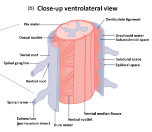 Ventrolateral view spinal cord.png