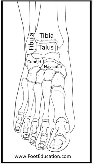 Ankle bony anatomy anterior.jpg