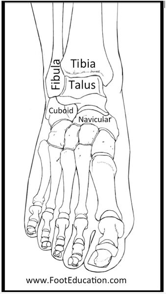 File:Ankle bony anatomy anterior.jpg