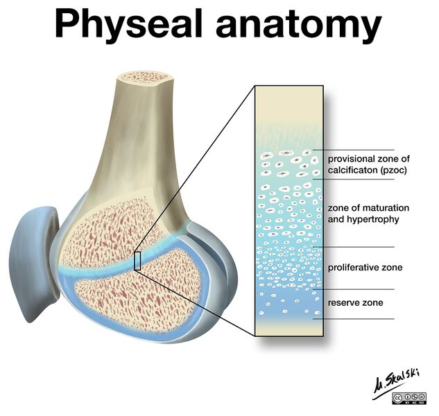 File:Physeal anatomy.jpg