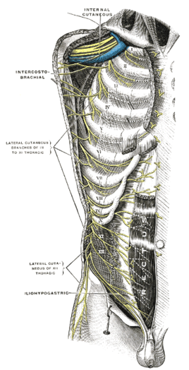 Intercostal nerves. Note how the upper intercostal nerves angle towards the sternum, while the lower nerves follow the rib lines.