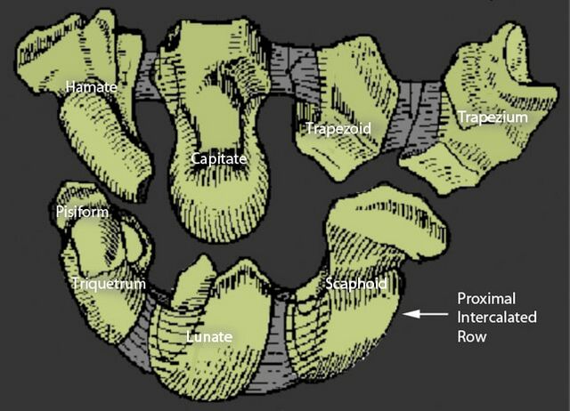 Hamate bone - Wikipedia