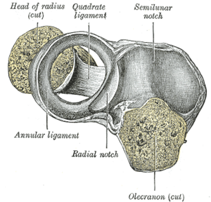 Gray333 Annular ligament radius from above.png