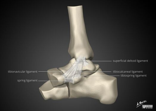 Deltoid ligament superficial layer