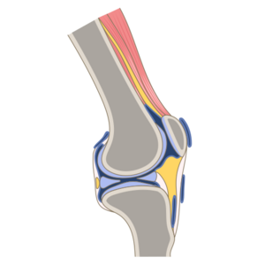 Knee joint.png