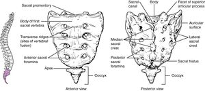 Sacrum anterior view on the left, posterior view on the right