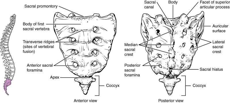 File:Sacrum and Coccyx.jpg