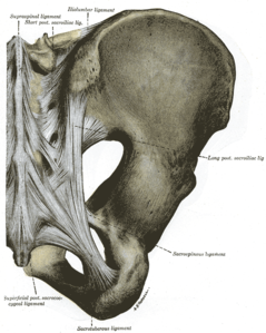 Posterior ligaments