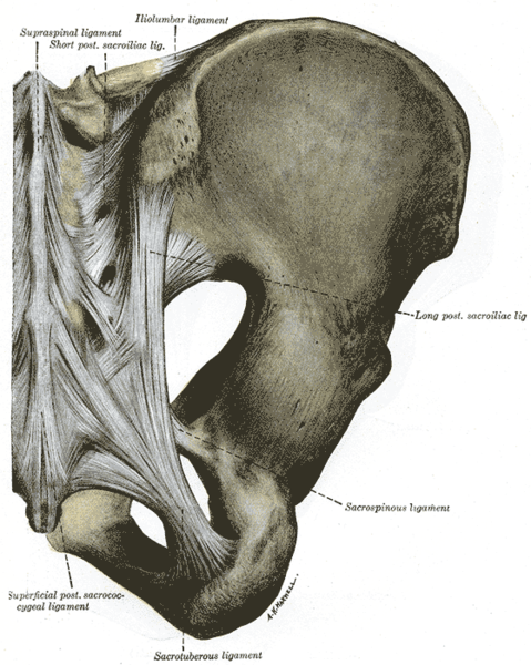 File:Posterior sacroiliac joint.png