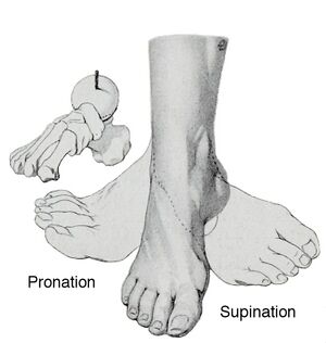 Supination pronation foot.jpg
