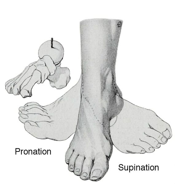 File:Supination pronation foot.jpg