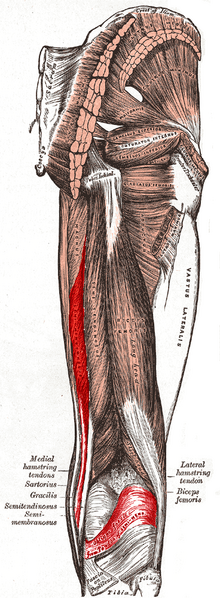 File:Semimembranosus muscle.png