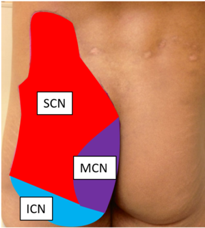 SCN MCN and ICN sensory supply.png