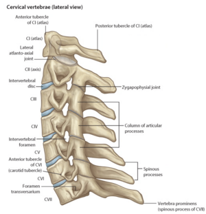 C-spine lateral.png