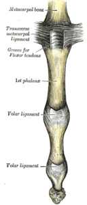 Gray337 Metacarpophalangeal joint and digit palmar.png