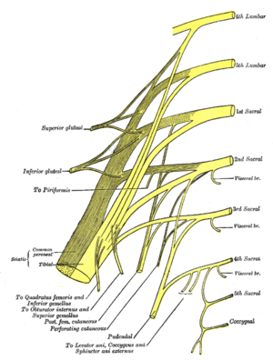 Sacral and pudendal plexuses Gray828.png