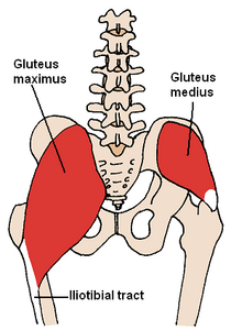 gluteus medius shown on the right