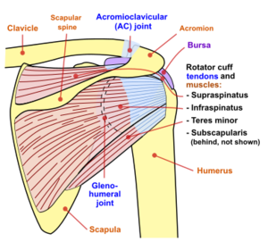Shoulder joint posterior view.png