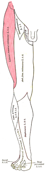 File:Lateral femoral cutaneous nerve skin innervation.png