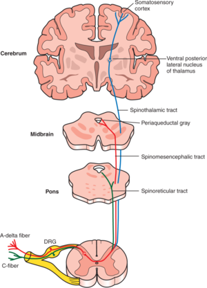 Anterolateral pathway spinal cord.png