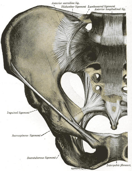File:Anterior sacroiliac joint.png