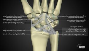 Wrist-anatomy-extrinsic-ligaments.jpg