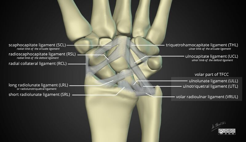 File:Wrist-anatomy-extrinsic-ligaments.jpg