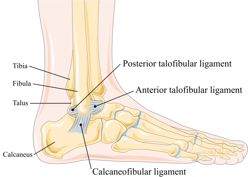 File:Lateral collateral ligament of ankle.png